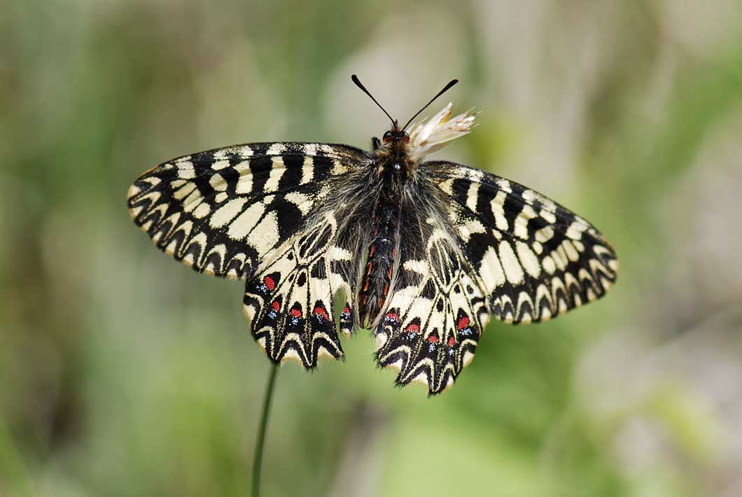 ancora su Zerynthia polyena e Zerynthia cassandra